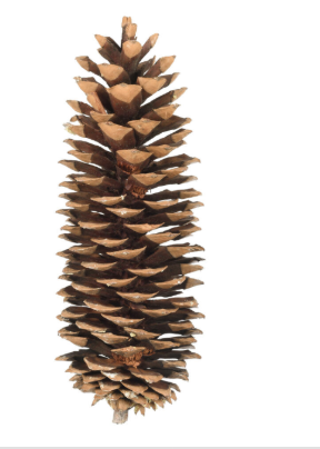 Piña Natural 9.5" - 10"