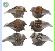 Caja 6 pajaros