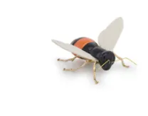 Abeja Naranja