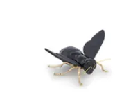 Abeja Negro