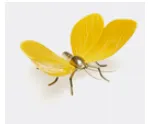 Mariposa Amarillo