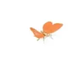 Mariposa Naranja