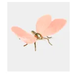 Mariposa Rosa