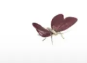 Mariposa Vino