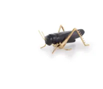 Chapulin Negro