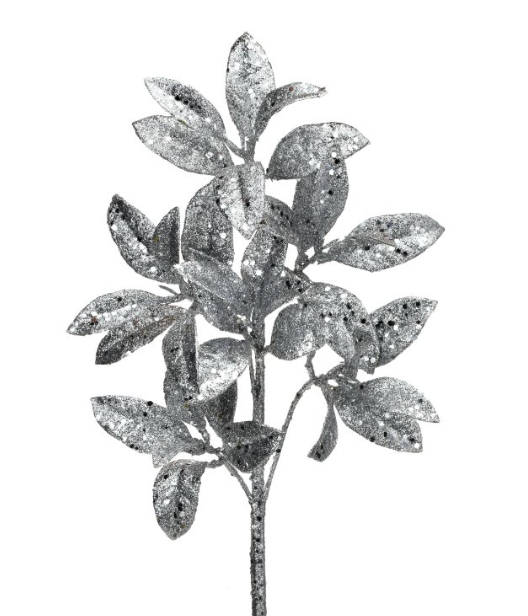 Vara Plata Pittosporum
