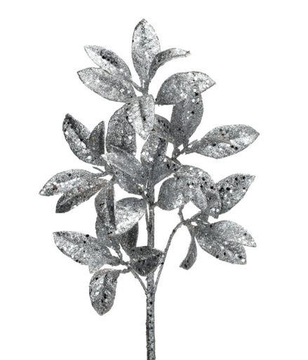[MTX59646] Vara Plata Pittosporum